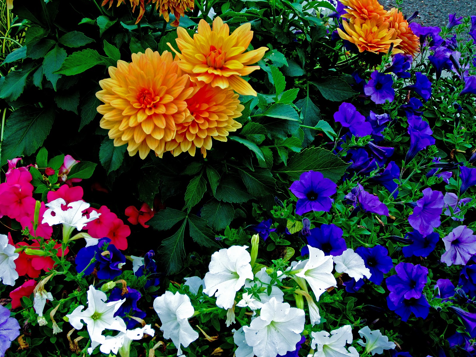 Thom Zehrfeld Photography Neighborhood Flowers