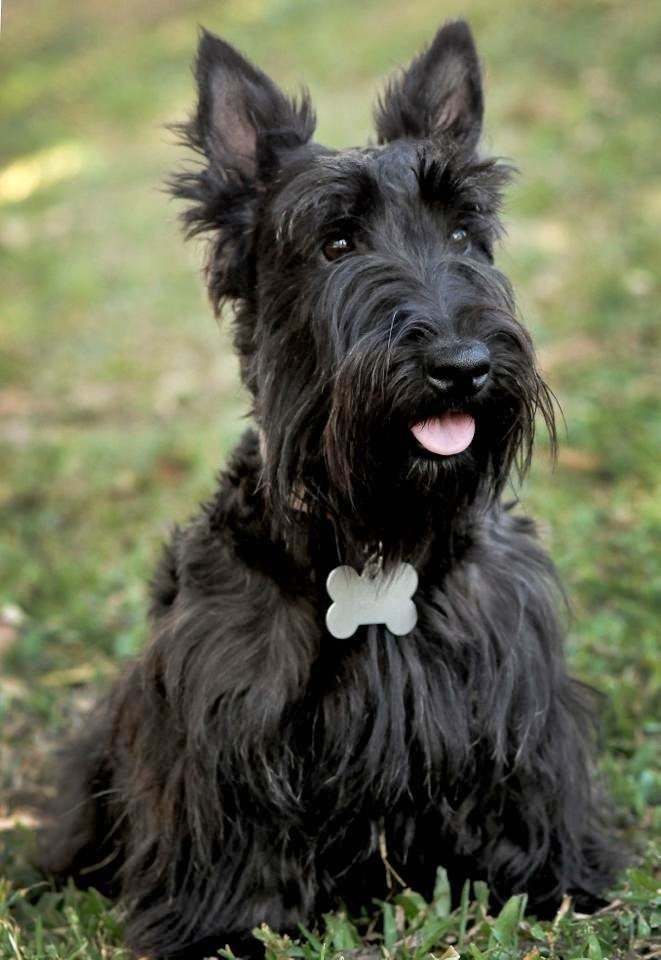 Top Dogs That Are Ideal For Small Apartments Top Dogs That Are Ideal For Small Apartments