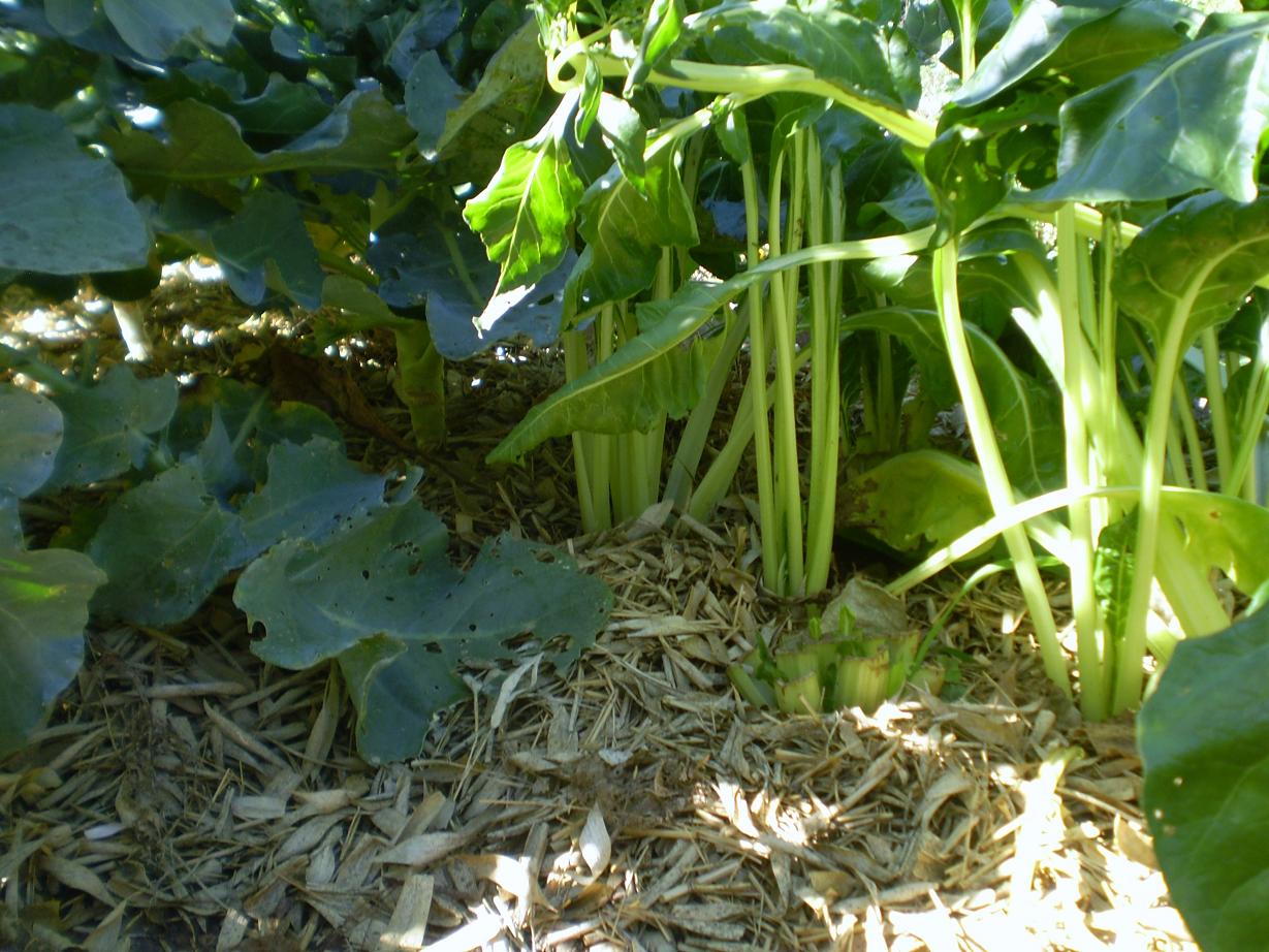 Green Jean bamboo mulch