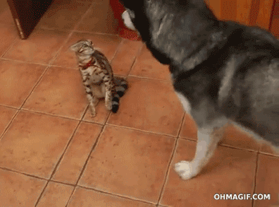Funny animal gifs - part 103 (10 gifs), silly animals, husky playing with cat
