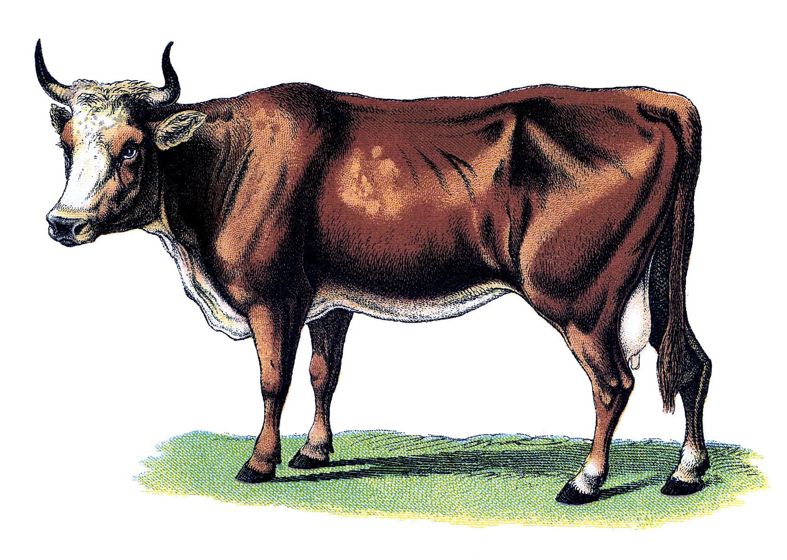 cow vintage
