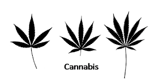 Cannabis+line+up.png