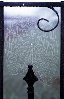 Dewy web