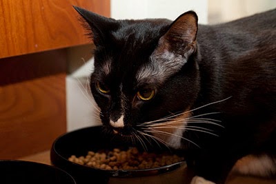 Why Does My Cat Eats Everything Why Does My Cat Eats Everything