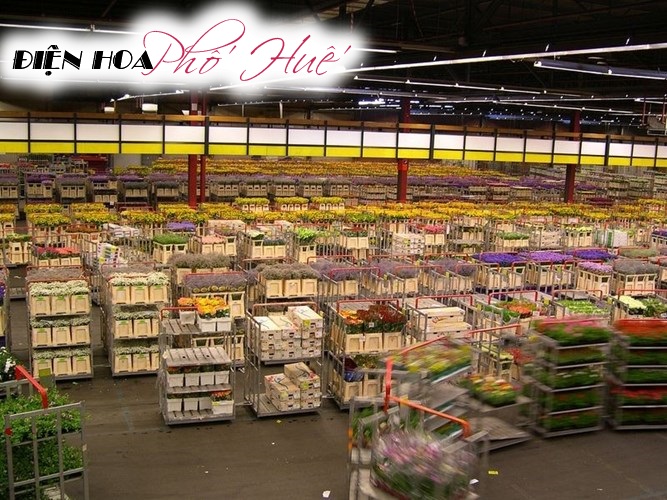 [Image: Ghe-tham-cho-hoa-tuoi-khong-lo-o-Ha-Lan-2.jpg]