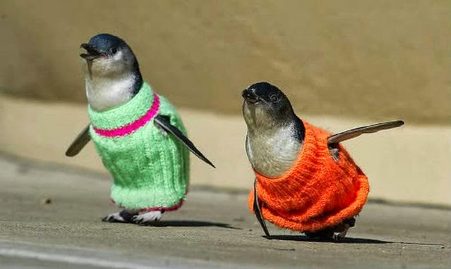 Penguins in jumpers