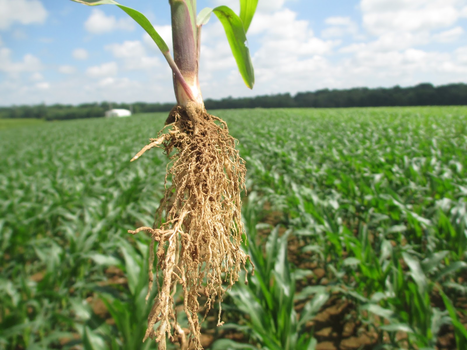 Grain Crops Update Corn Nutrient Deficiency from Sidewall