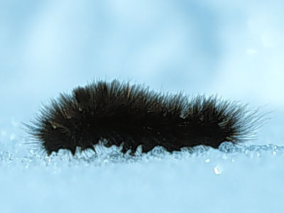 Arctic Wooly Bear