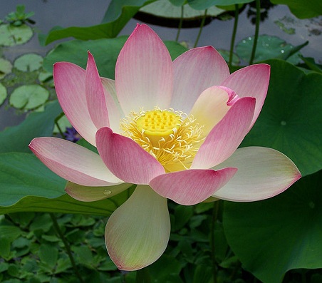 Laijon Liu Ode To Lotus