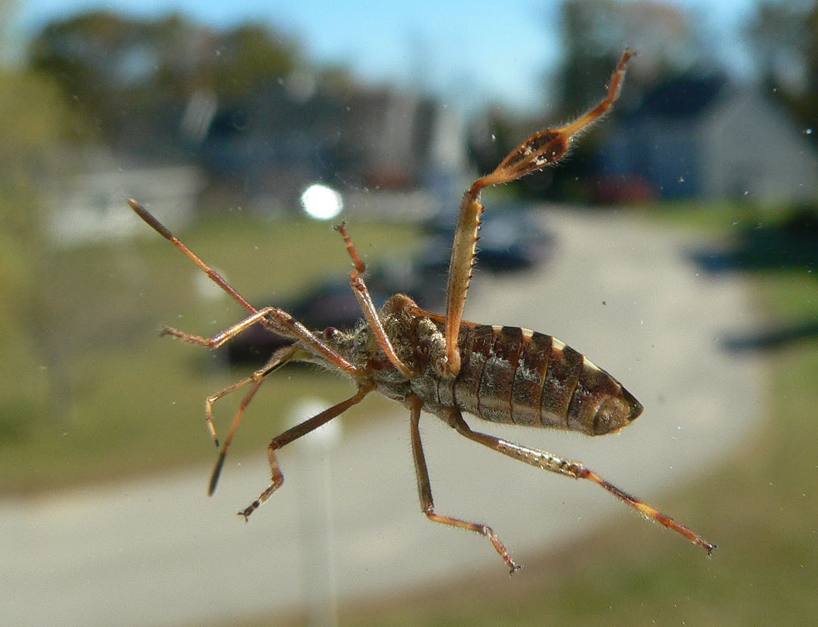 Adirondack Entomology Ugly Bugs The Adirondack Almanack