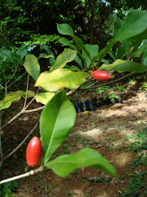 Fruta Milagrosa