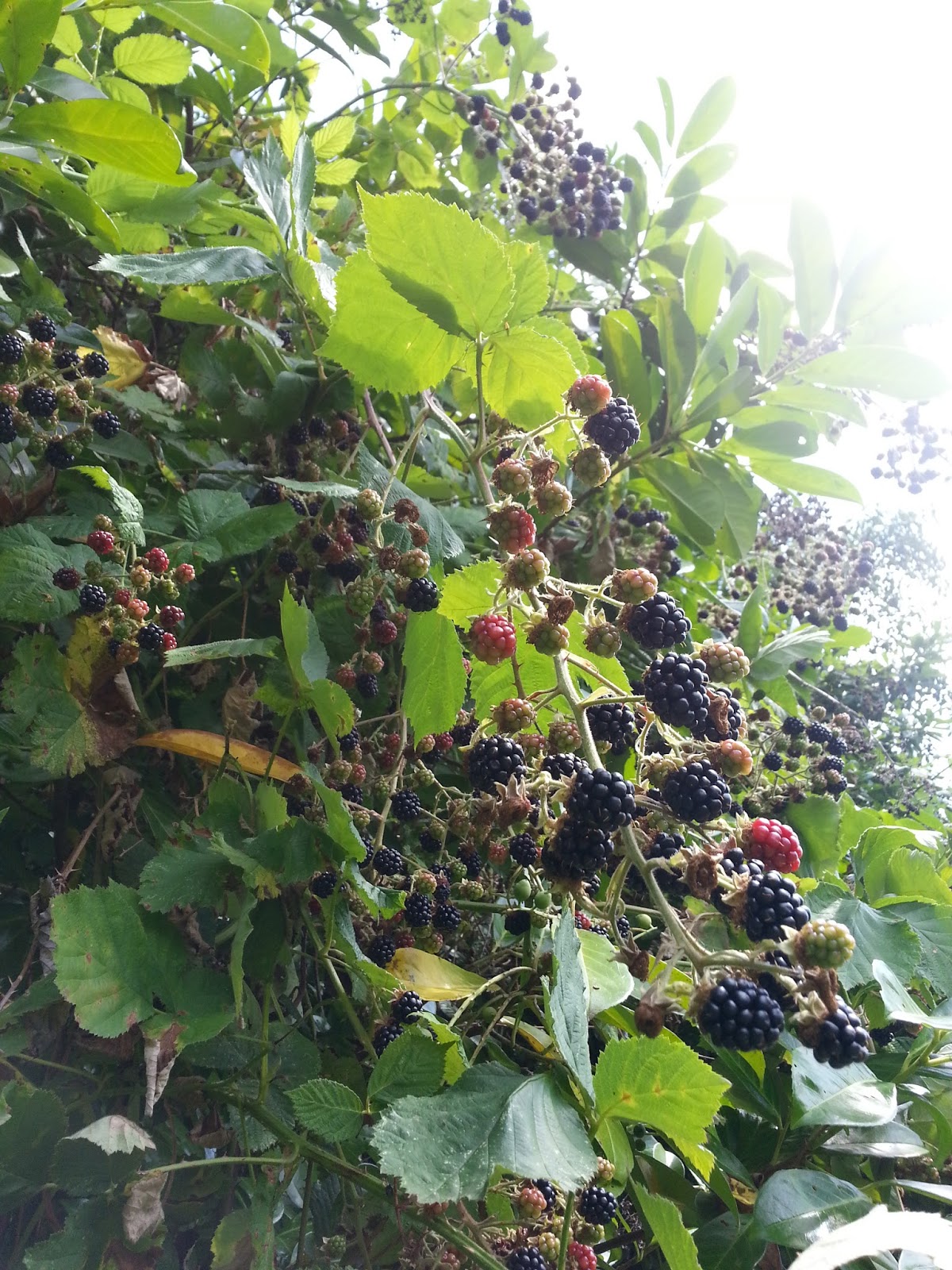 The BicycleGardening Chronicles... Himalayan Blackberry Warriors