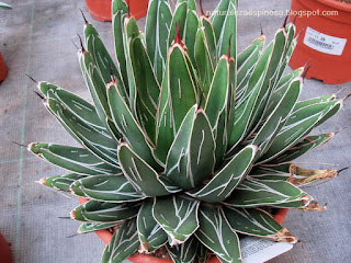 Agave victoriae-reginae