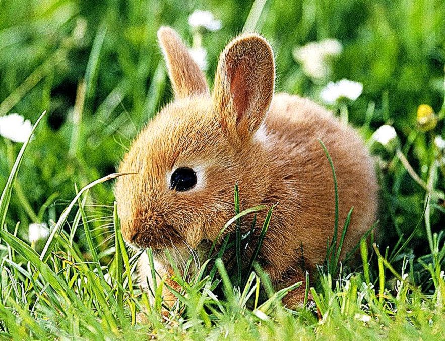 Cute Brown Rabbit Wallpaper Free Download
