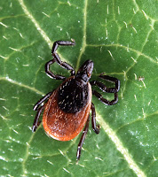 adult deer tick photo by Scott Bauer, USDA-ARS