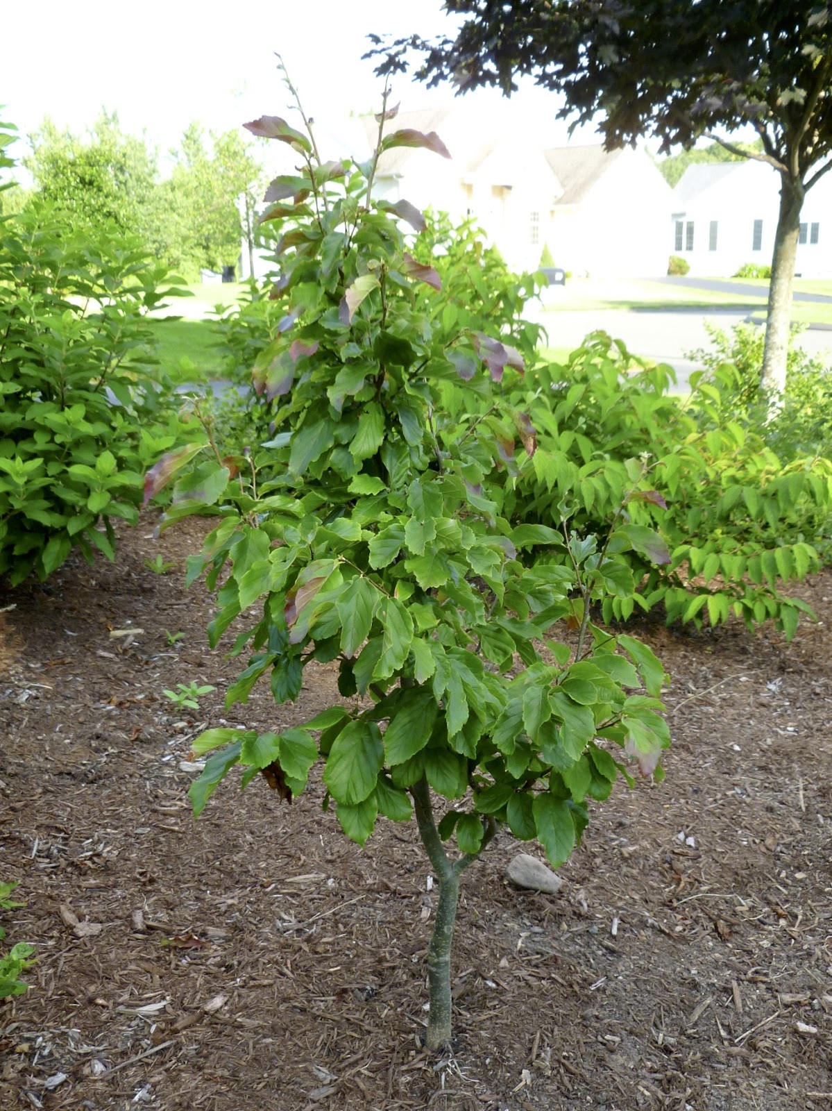 Plant Inventory at 20 Timothy Parrotia persica / Persian Ironwood
