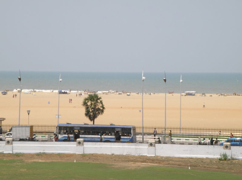 Indian Beech