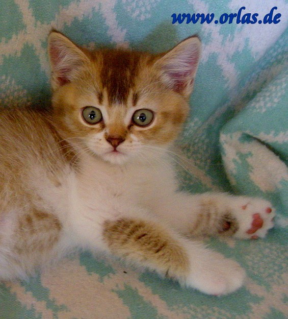 german ticked tabby