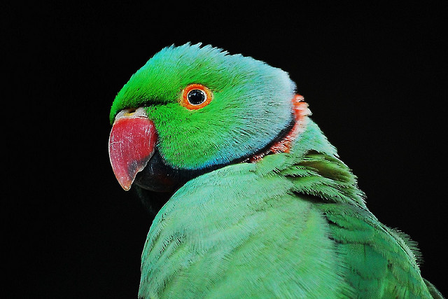 Fantastic Animal Photos Fantastic Animal Photos
