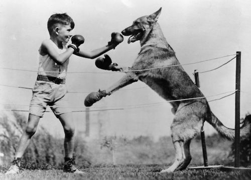 funny animals vintage everyday funny animals vintage everyday