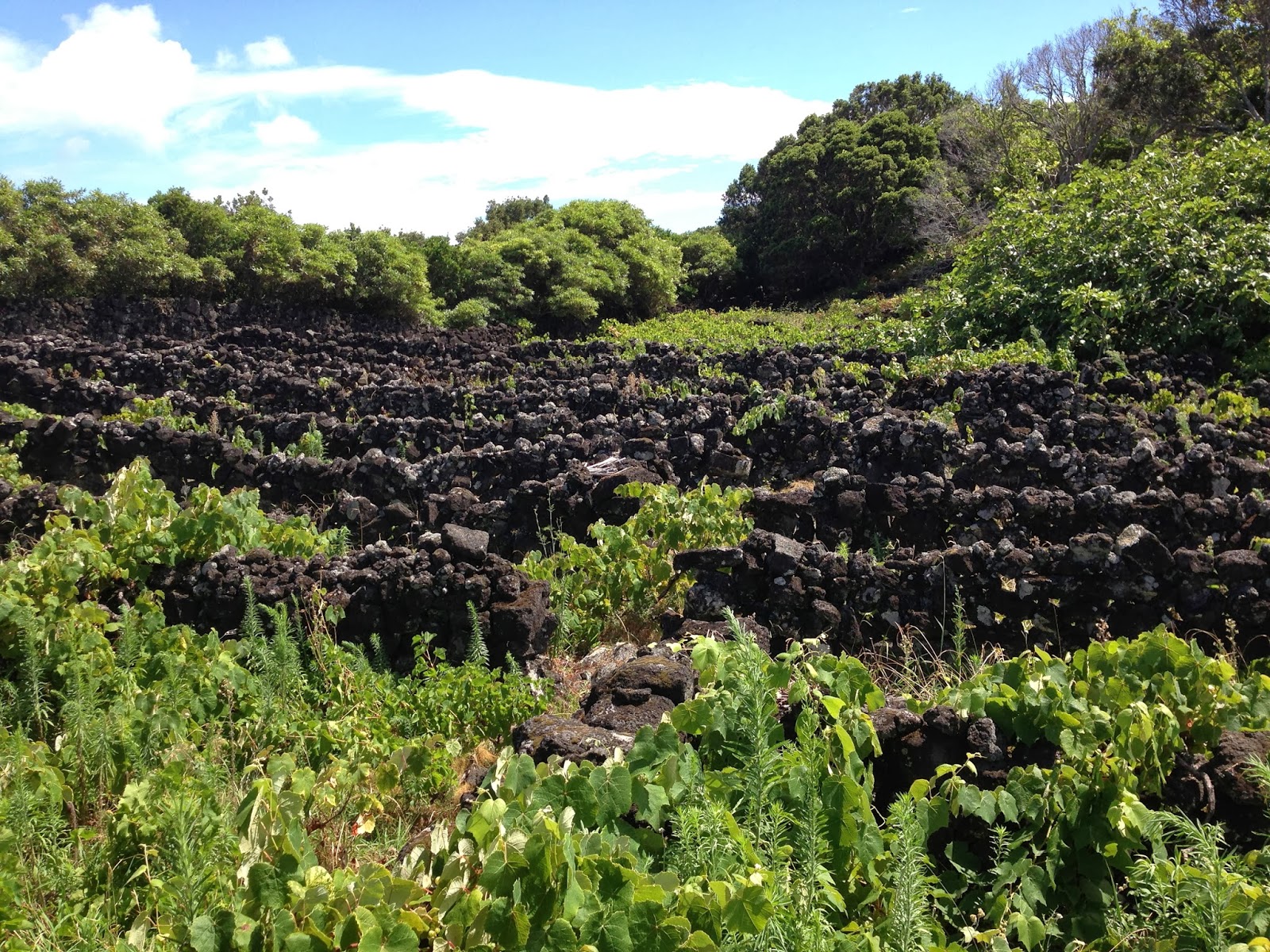 Landscape of the Pico Island Vineyard Culture UNESCO and Me