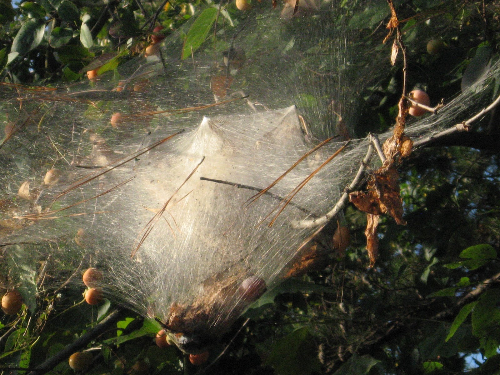 Prime Pest Solutions Caterpillar s!