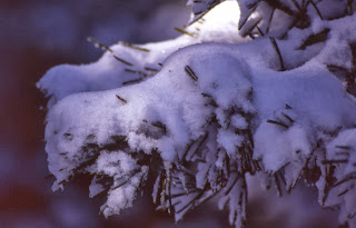 Nieve recién caida