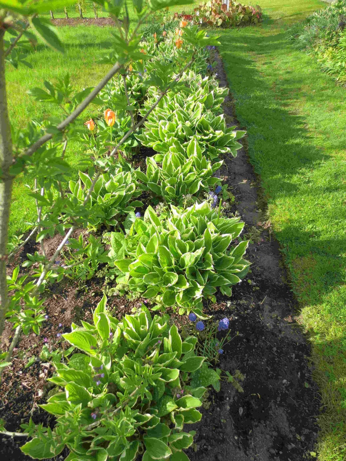 Rickardssons rosor & rabarber: nationalblommor och en rundvandring ...