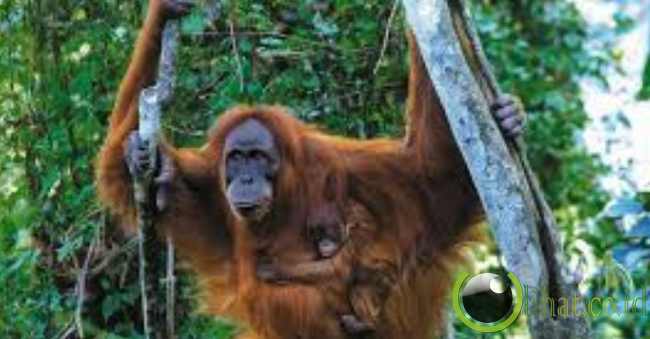 Orangutan Sumatera 