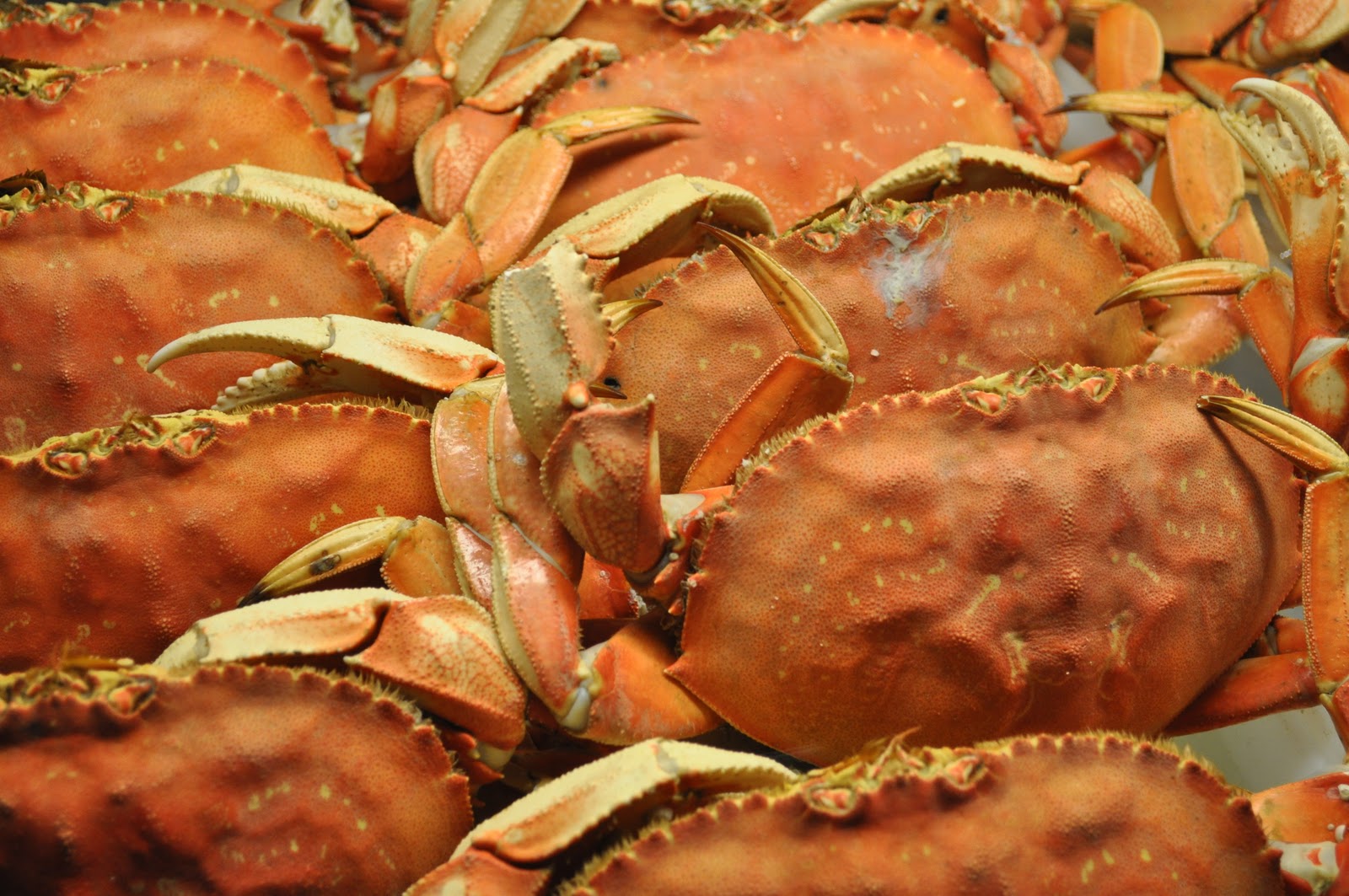 My Food Life Sweet Monterey