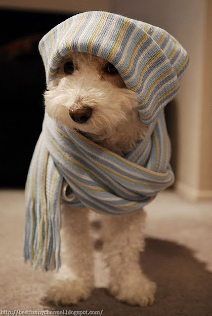  Dog in scarf