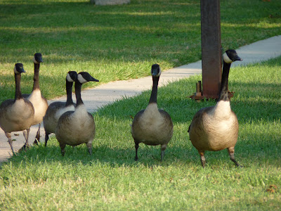 geese