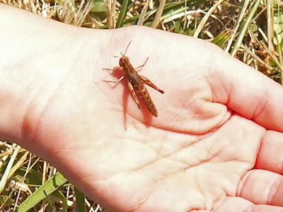 my son catching a grasshopper this summer
