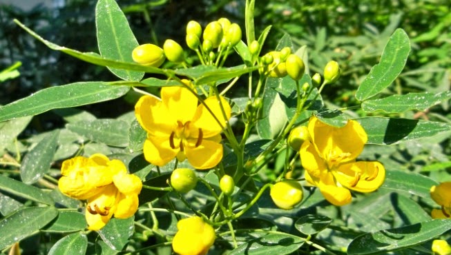 Inilah Gambar Bunga Majemuk Dan Bagiannya yang Wajib