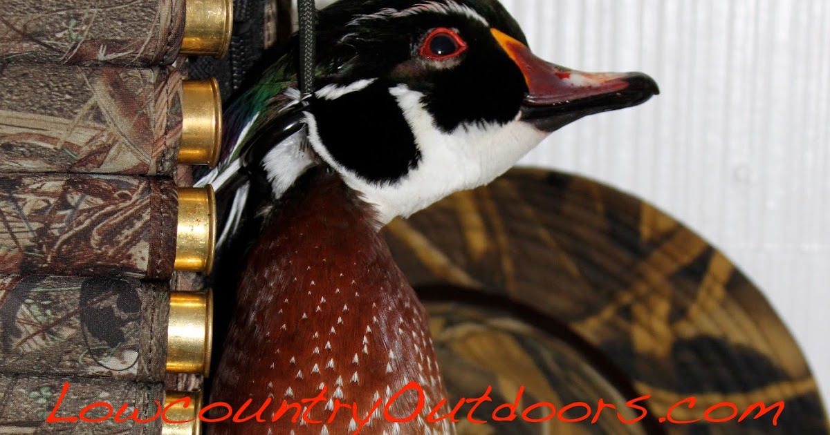 Lowcountry outdoors Wood Duck hunting in the late season
