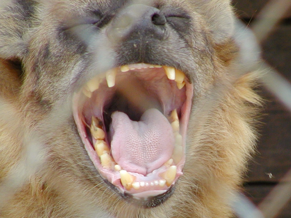 yawning hyena