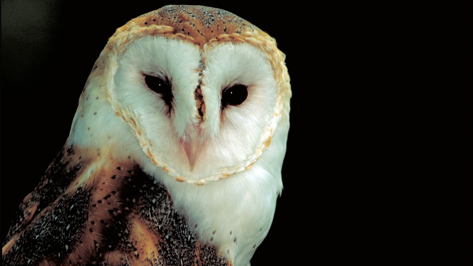 barn owl Find great deals on ebay for barn owl shop with confidence. barn owl Find great deals on ebay for barn owl shop with confidence.