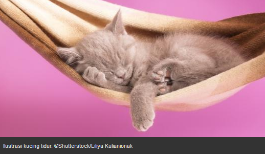 gambar-kucing-tidur-lucu gambar kucing lucu yang sedang tidur