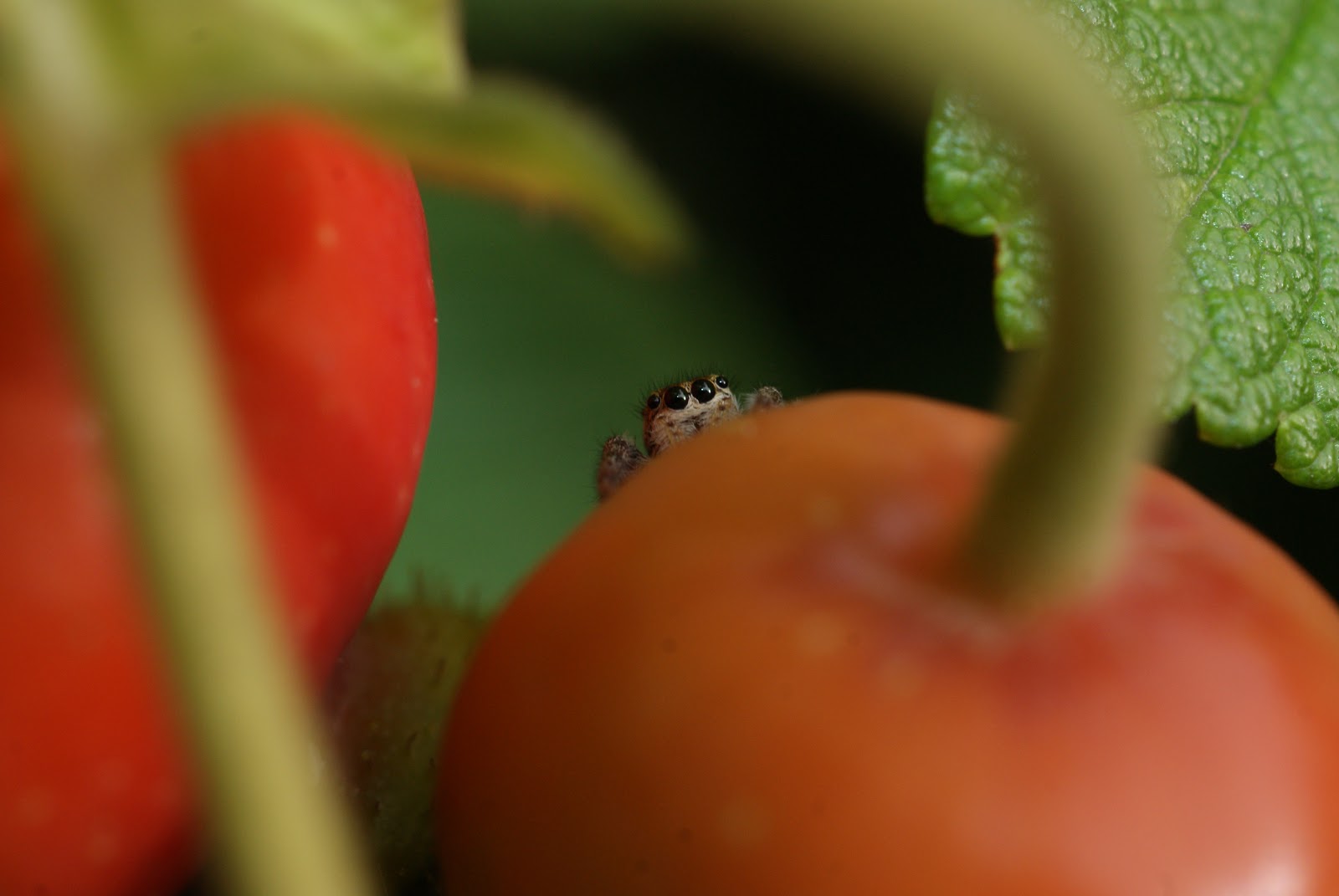 Jumping spider on a rose hip