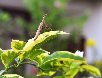 The Reflective Praying Mantis