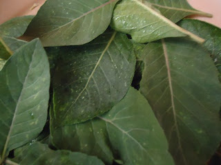 bitter leaf heard must many healthcare diabetes drug cleansing medicinal ancient properties plant long