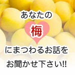 あなたの梅にまつわるお話をお聞かせ下さい!!