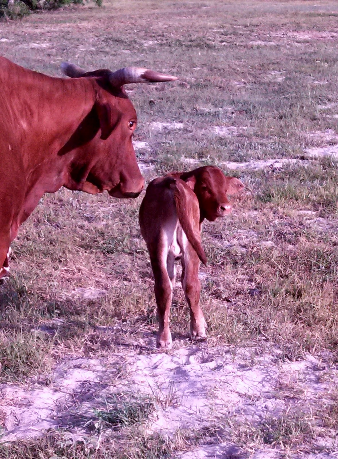 mama cow and calf