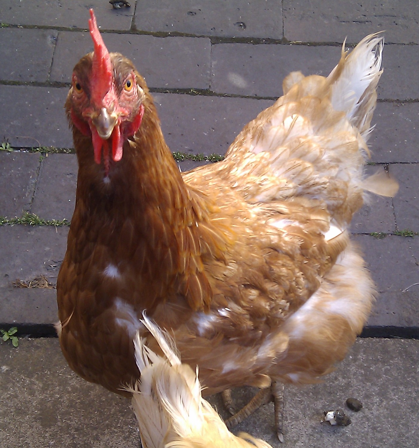 Mother On Mother Earth About Me