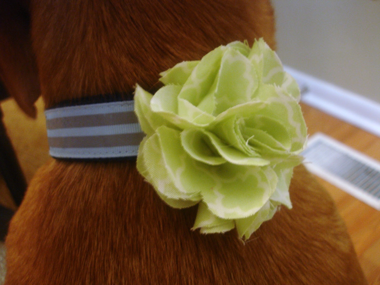 Don't Disturb This Groove Flower Dog Collars