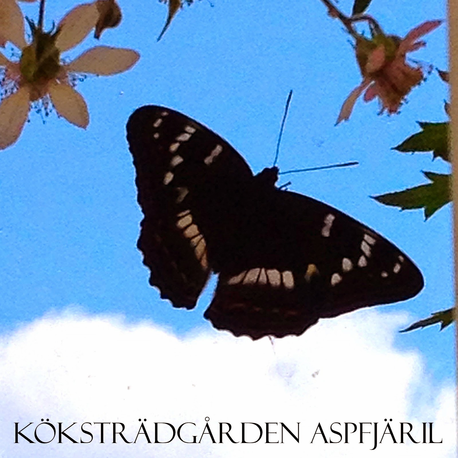 Köksträdgården: 07.2014