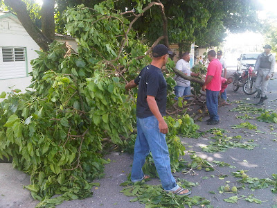 Arbol derivado en medio de las calles de San Victor