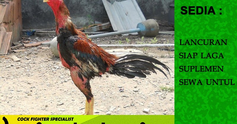 peternak ayam aduan ayam bangkok f1 peternak ayam aduan ayam bangkok f1
