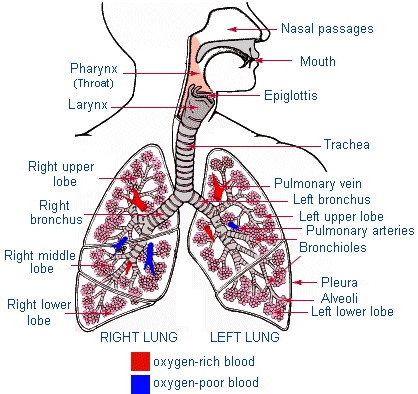Ap Biology For Dummies Human Body Systems