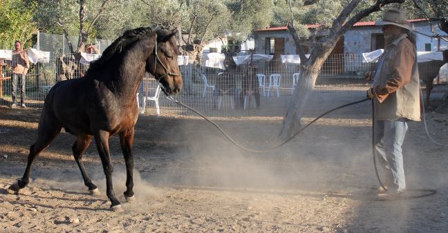 These are not bad horses,just people who have no knowledge.